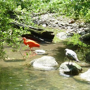 Large aviary - Scarlet ibis and Grey gull