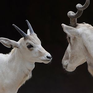 [July 2022] Red Rocks- addax (Addax nasomaculatus) calf and adult