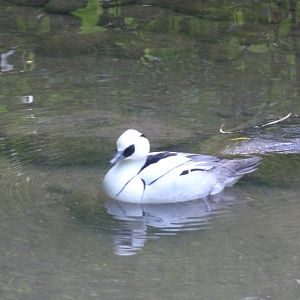 Large aviary - Smew - Mergellus albellus