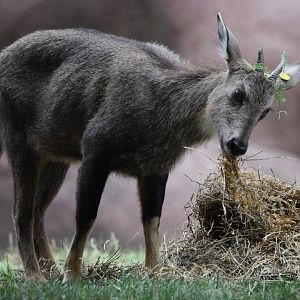 [July 2022] Red Rocks- Chinese goral (Naemorhedus griseus) eating straw