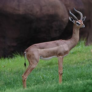 [July 2022] Red Rocks- gerenuk (Litocranius walleri)