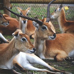 red lechwe