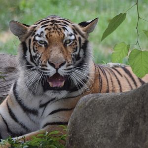 [July 2022] Big Cat Country- Amur tiger (Panthera tigris altaica) lying and twitching ears