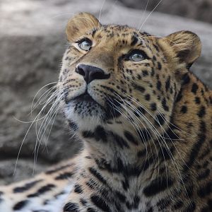 [July 2022] Red Rocks- Amur leopard (Panthera pardus orientalis) lying