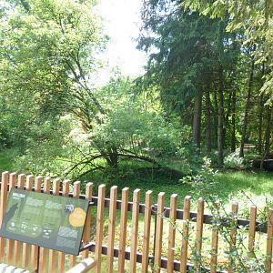 Eurasian wolf enclosure