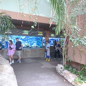 Urwaldhaus - Coral reef