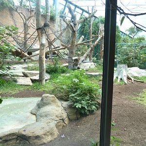 Urwaldhaus - Chimpansee enclosure