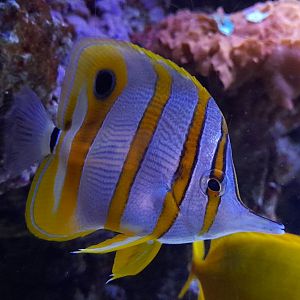 Copperband butterflyfish (Chelmon rostratus)