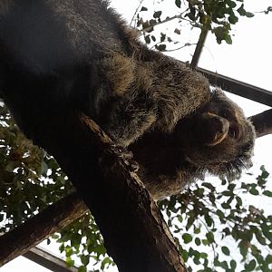 White-faced saki (Pithecia pithecia)