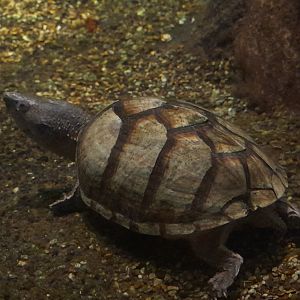 Razor-backed musk turtle (Sternotherus carinatus)