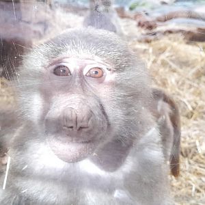 Hamadryas baboon (Papio hamadryas)