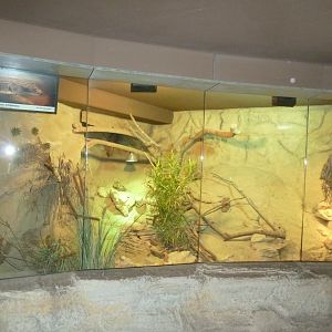 Urwaldhaus - Sudan plated lizard enclosure