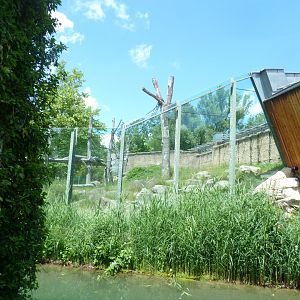 Urwaldhaus - Chimpansee outdoors enclosure