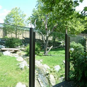 Western lowland gorilla enclosure