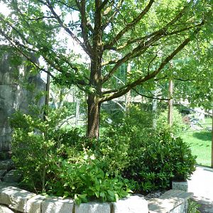 Western lowland gorilla courtyard