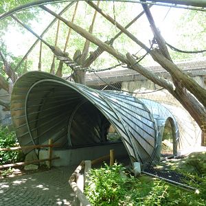 Crossing through collared mangabey enclosure