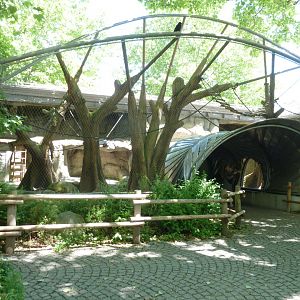Crossing through collared mangabey enclosure