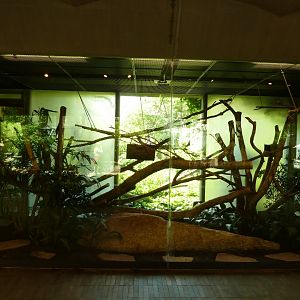 Welt der Affen - Cotton-top tamarin enclosure