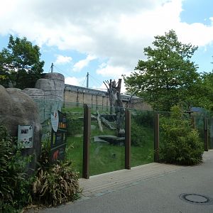 Urwaldhaus - Chimpansee enclosure