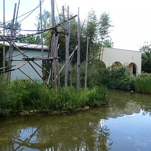 Silvery gibbon enclosure