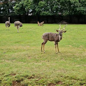 Lesser Kudu