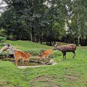 Sitatunga/Mountain Reedbuck exhibit