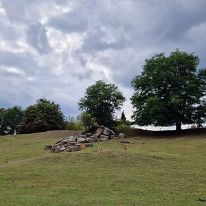 Nile Lechwe/Blesbok exhibit