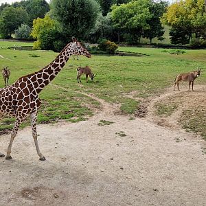 Reticulated Giraffe/Grant's Zebra/ Roan Savanna