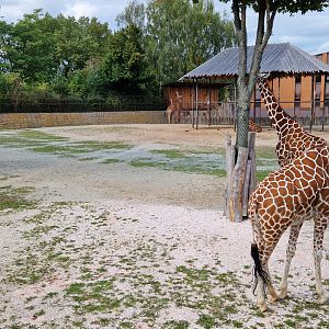 Reticulated Giraffe house