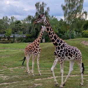 Rotschildt’s Giraffe