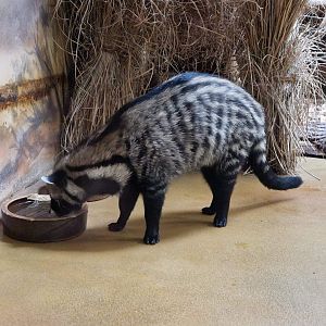 African Civet