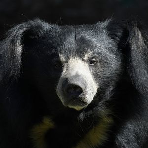 Sloth bear, Kartik