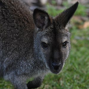 Bennett's wallaby