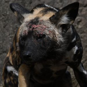 Scarred-up African painted dog