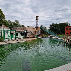 African Penguin Coast