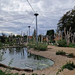 Greater Flamingo Aviary