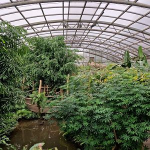 Reinforest hall, Bird house