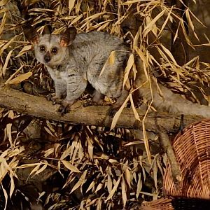 Thick-tailed Galago