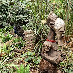Congo Peafowl behind African statue