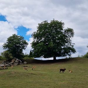 Nile Lechwe/Blesbok hills