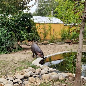 Pygmy Hippo