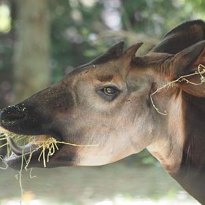 Okapi