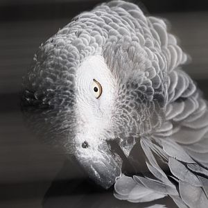 African gray parrot