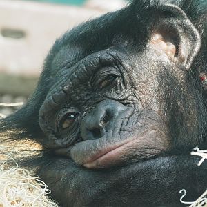 Bonobo