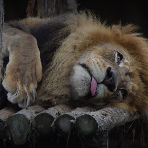 [July 2022] Big Cat Country- lion (Panthera leo) lying