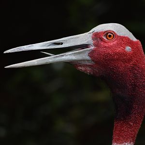 [July 2022] Red rocks- sarus crane (Antigone antigone) calling