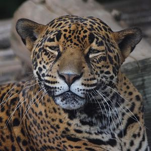 [July 2022] Big Cat Country- jaguar (Panthera onca) lying