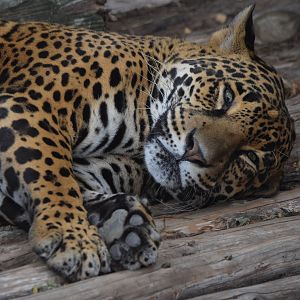 [July 2022] Big Cat Country- jaguar (Panthera onca} lying and scent-marking wooden platform