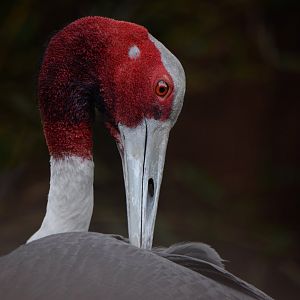 [July 2022] Red Rocks- Sarus crane (Antigone antigone) grooming