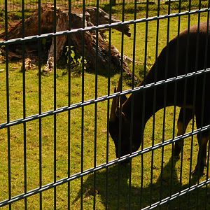 Male Lowland Anoa (Bubalus depressicornis)